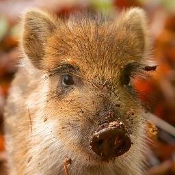 A fan of bacon and the other tasty, but messy parts of life! yes, I know I'm a pig