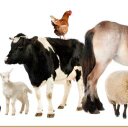 robert fitzroy - @fitzroy_robert - Twitter