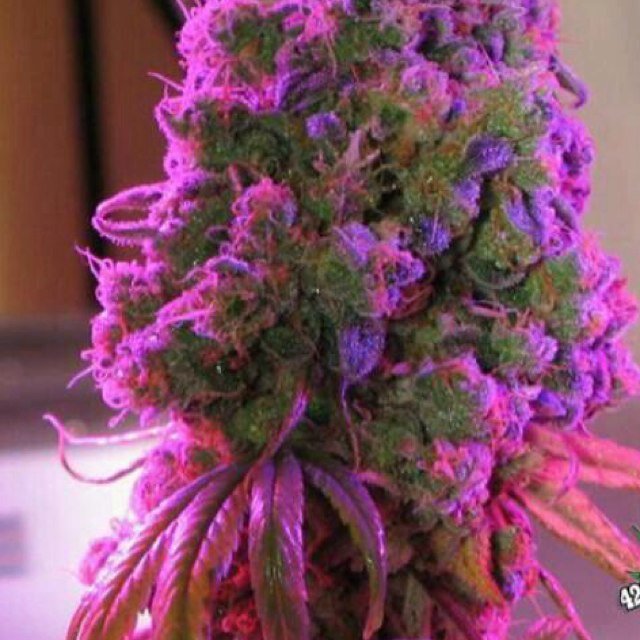 New weed pictures & stoner pics uploaded daily! Follow us and spread the word