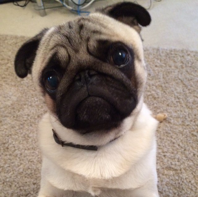 Hi I am George, I am a pug. I love my family and I love treats and walkies. Enjoy seeing my life. Follow me on instagram too @george_pug111