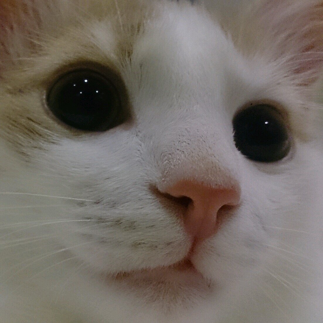 Our cat's life
