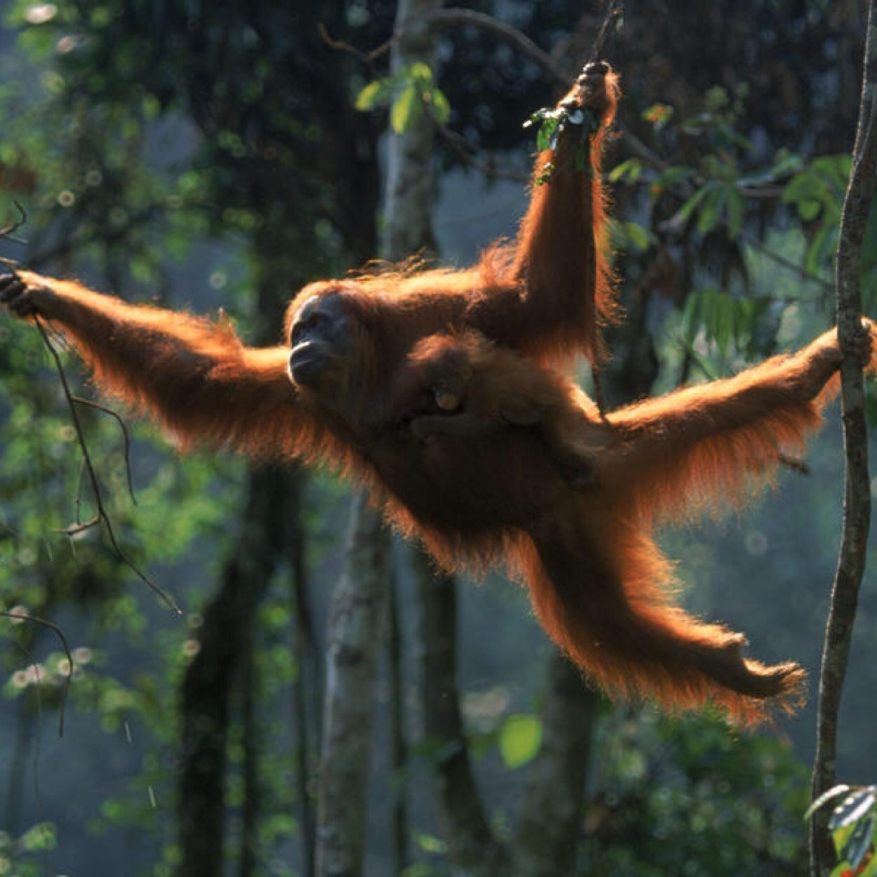 Capt_Formspring's profile picture. Captain formspring reporting for duty, but cant buy anything