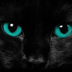 raafatharoun6's profile picture. 