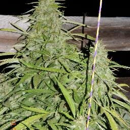 50 year old disabled medical cannabis advocate