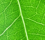 Ecopsychology, situated at the intersection of a number of disciplines, suggests there is a synergistic relation between planetary and personal well being.