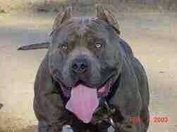 pitbull sitter total kennel care 4043909528