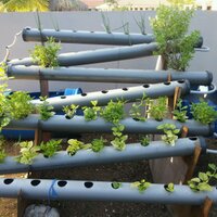 Hydroponics Curacao (@hydrogardening) 's Twitter Profile Photo