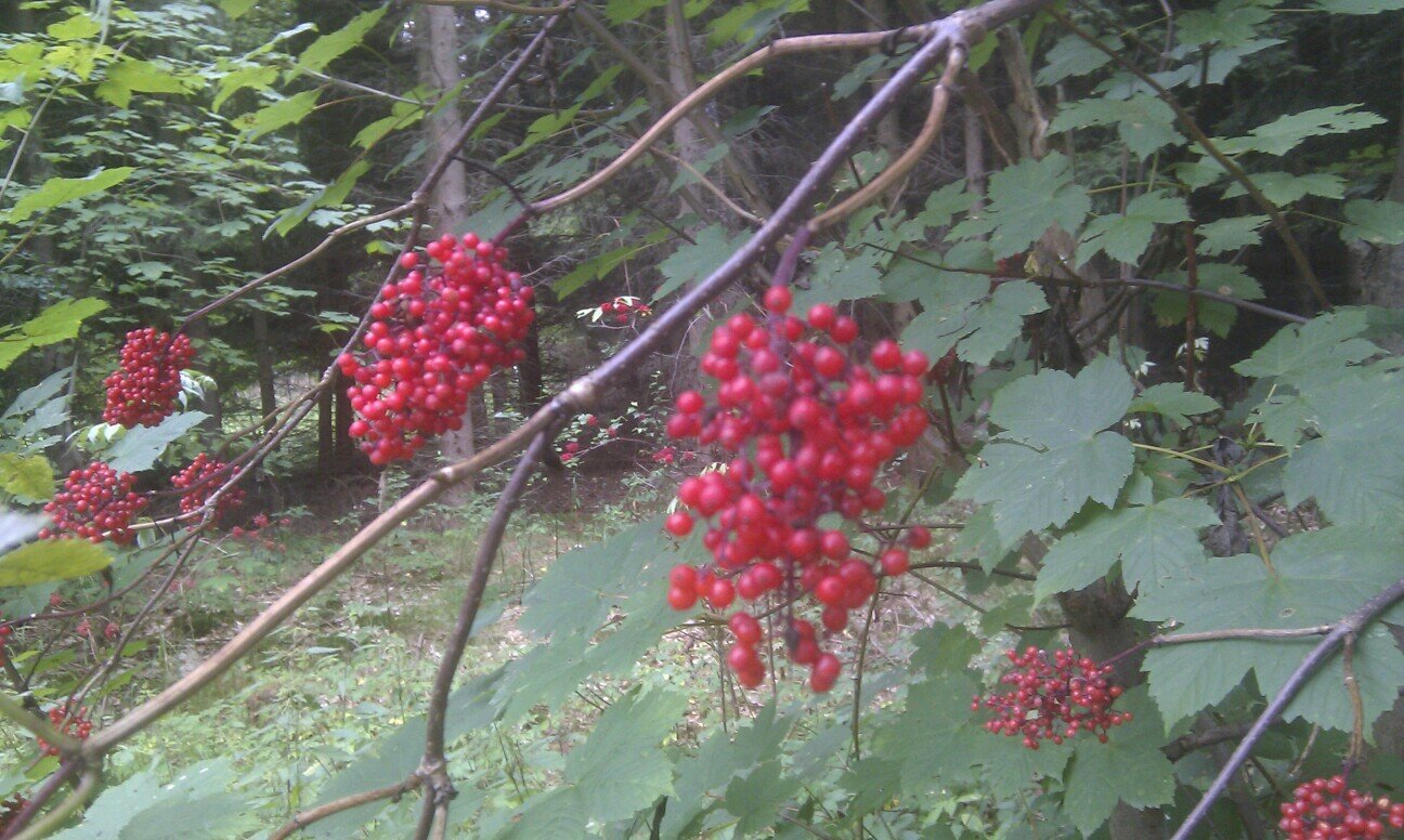 Xoltan's profile picture. 