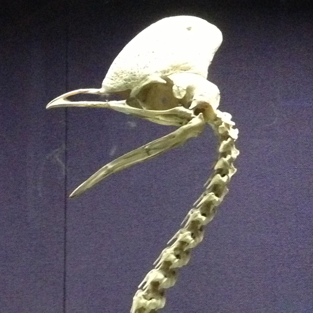 RobertoBairdini's profile picture. 