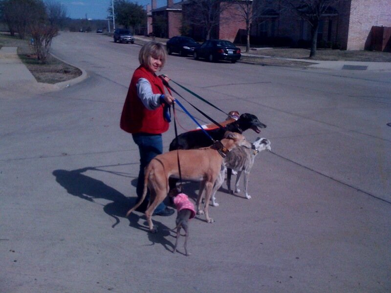 Loves greyhounds.