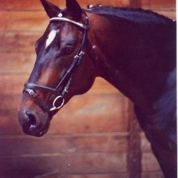 DogNPonyPhotog's profile picture. I am a professional pet and equine photographer with 20+ years experience!Love to capture the soul of dogs and horses.