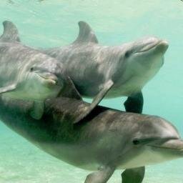 ladygaga_nofur's profile picture. 日本のイルカ猟 水族館 映像 http://t.co/RFqX4zirol　　　　　　　　イルカ ドルフィンプロジェクト http://t.co/zJmyQPzmt1…　　　　　　　アニマルポリス http://t.co/lz4ZopO1bu