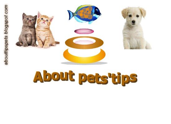 Tips to keep your pet happy – and safe .
