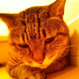 Klis10／やどかり／猫／本／図書館／青／甘味／和歌山／鉱石／気象／ダンス