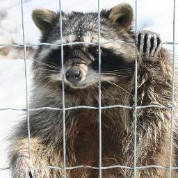 Join in the fight against Animal Cruelty, Animals used in Experimentation, Animals used as Food, Animals used for Entertainment, Animals used for Clothing