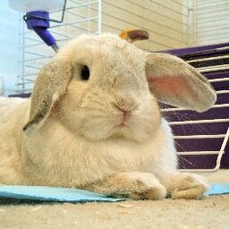 Holland Lop