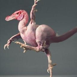 Oaglor's profile picture. The Shoehorn Wielder