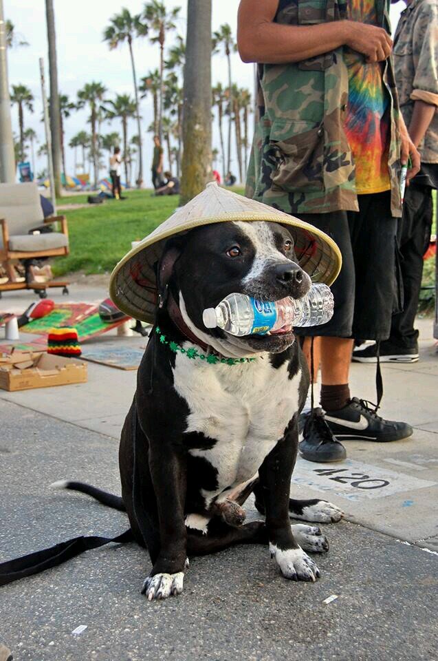 peace love and cannabis is my specialty. I love everyone except snitches and the police