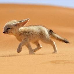 bitcoiner