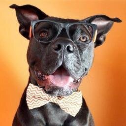 I'm a love-a-bull dog changing the world's outlook on other Pit Bulls. I also love rubber duckies and food. // Instagram @lvrntafghtr // Facebook: Larry The Dog