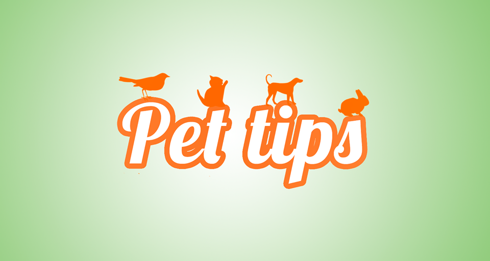Damos los mejores consejos para tus mascotas. Su bienestar, depende de ti.