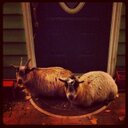 Alison McCabe - @McCabeAlison - Twitter