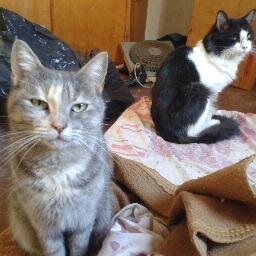 Aguanten los gatos. miaaaaaaaaaaau