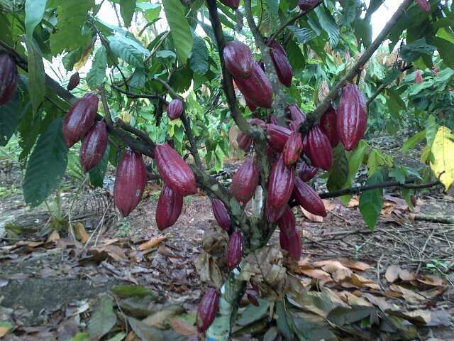 imran_Taufik_40's profile picture. Planter