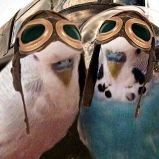 Budgies with attitude