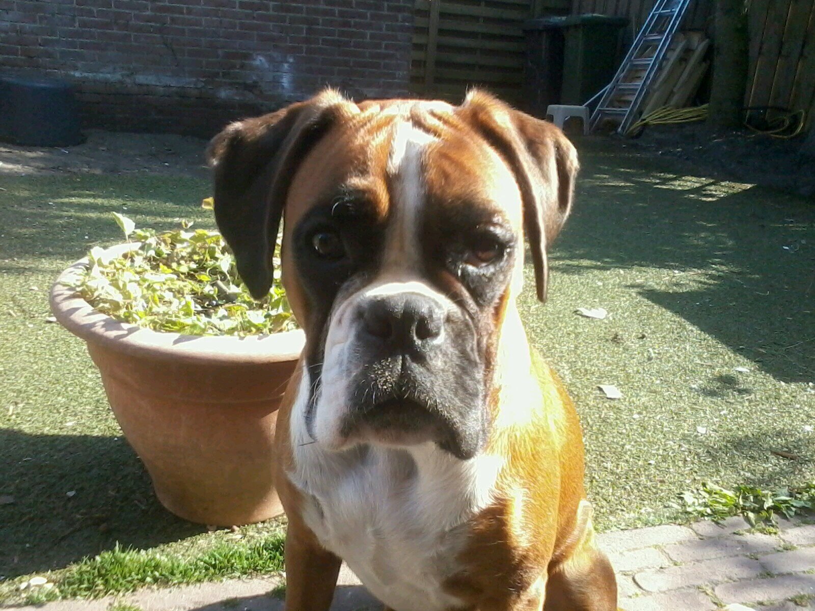 ~muziek~ . AJAX FOR EVER 020