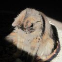 Debora White - @DeboraWhite14 - Twitter