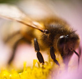 L'apiculture, les abeilles à miel et leur environnement