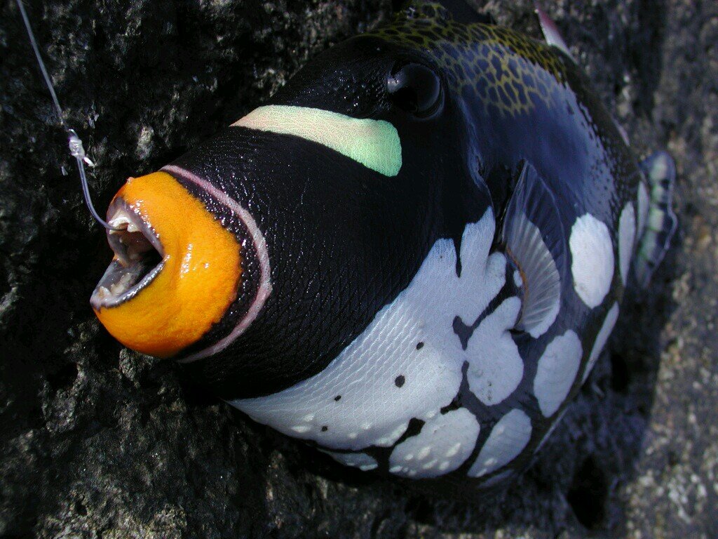 モンガラカワハギ Clown Triggerfish Japaneseclass Jp