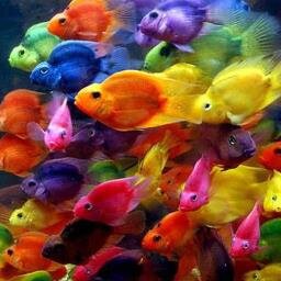Pececillos de colores jejeje