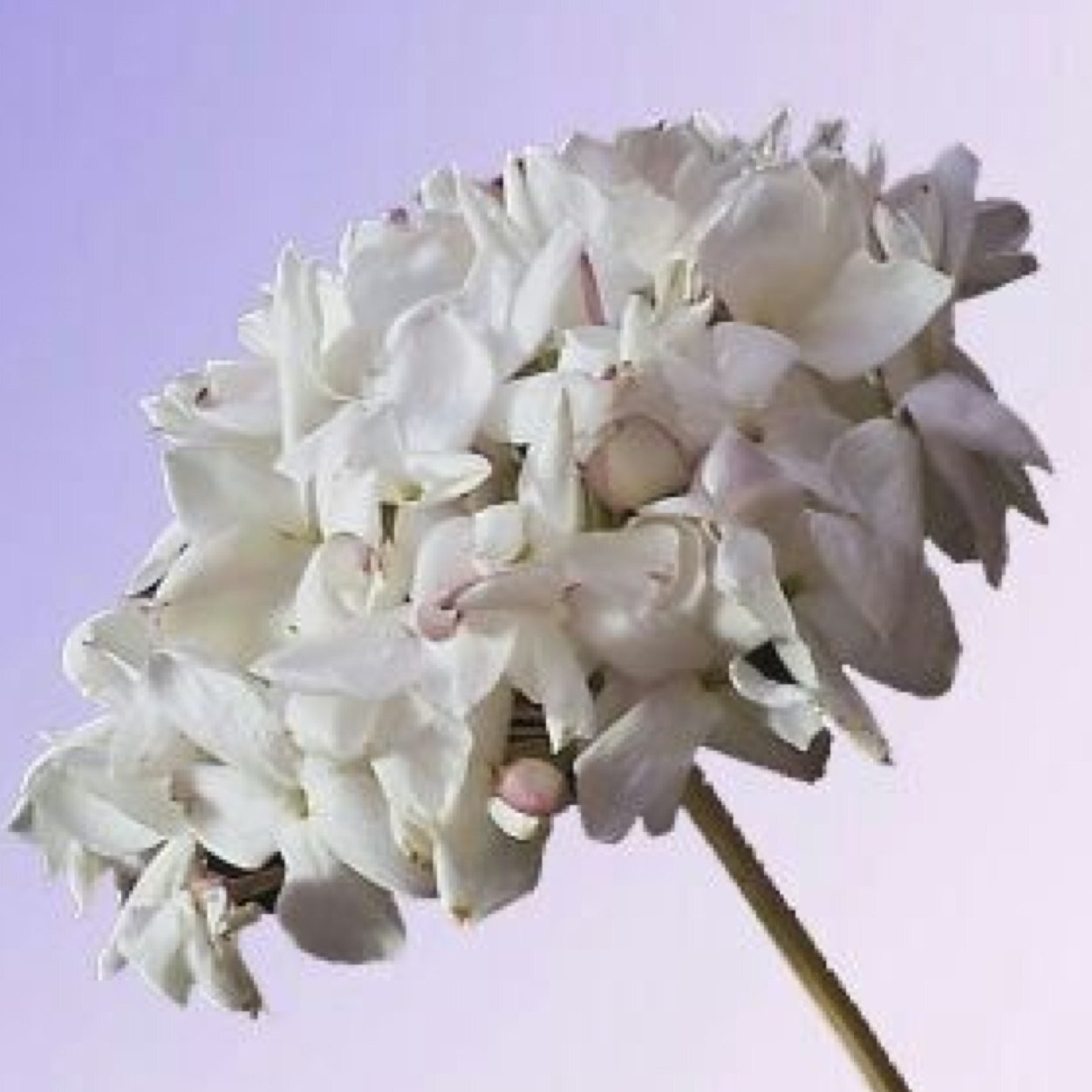 BiznagaBrassQ's profile picture. Quinteto de metales integrado por músicos malagueños. Música para todo tipo de eventos. Podéis contactar con nosotros a través de Mensaje Directo o Web.