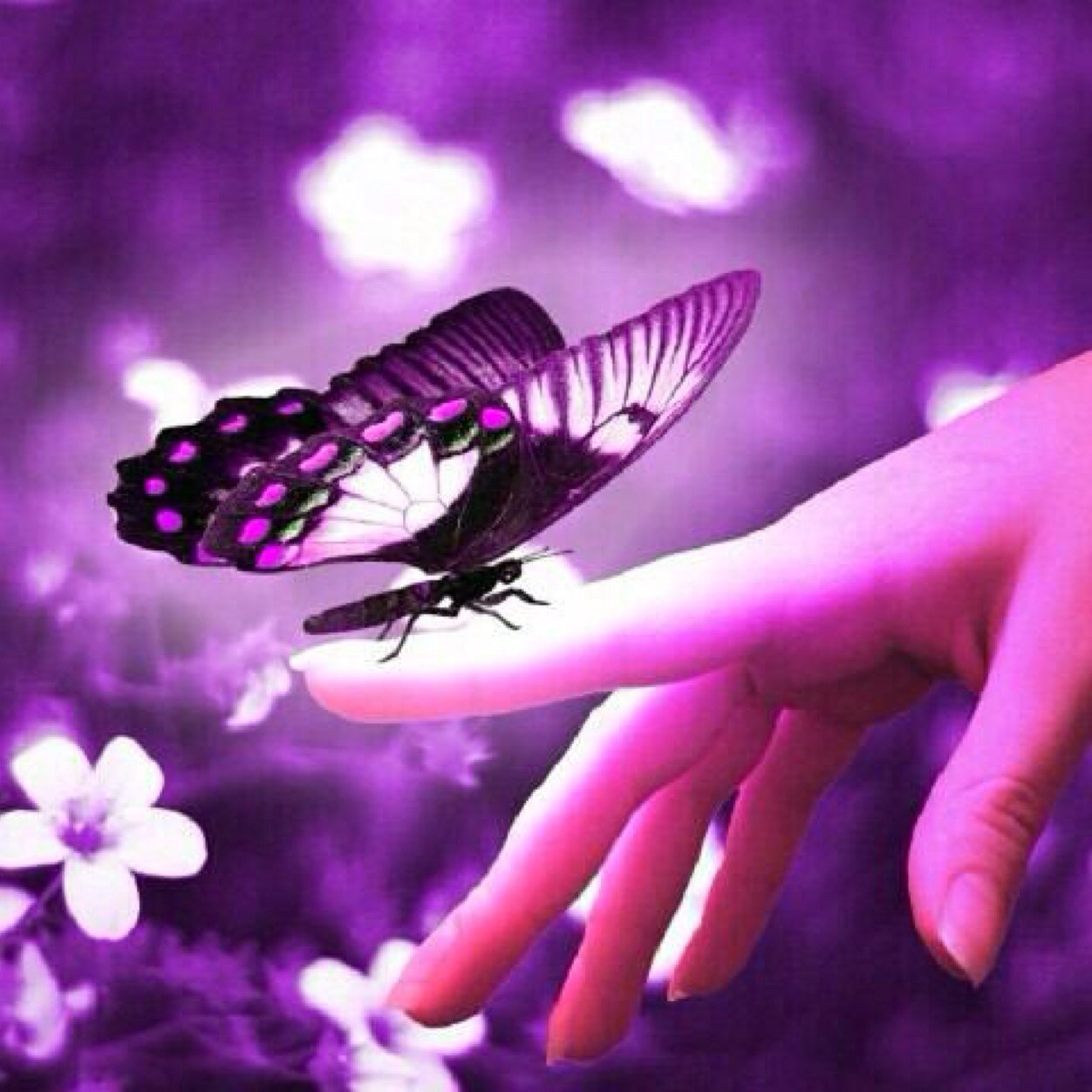 紫の蝶 Purple 606 Twitter