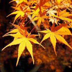 臨床心理士、公認心理師、保育士。 大学教員をしています。  臨床心理学（特に認知行動療法、トラウマ）。