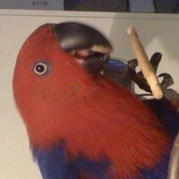 Big Birdie TikTok Correspondent 💚😎(@bigtesta) 's Twitter Profile Photo