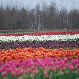 Producers of delicious potatoes and beautiful tulips