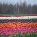 Vancofarms (@vancofarms) Twitter profile photo Vancofarms (@vancofarms) Twitter profile photo