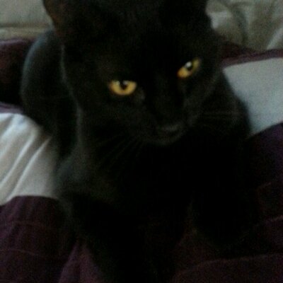 Atheist Cat AtheistCatTosca Twitter Atheist Cat AtheistCatTosca Twitter