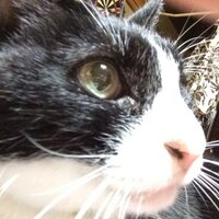 ぐれ (@hachiwaregure) 's Twitter Profile
