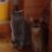 sh164ykr's profile image