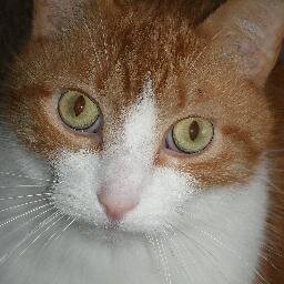 ansurmenow's profile picture. Hindsight is 50/50.   Cam Newton.