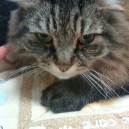Speciality: Project Management,:R&D, Translational Research, Education etc. Interest: Science & Art. Now retired.  が今は退職し、投資を含め色んなことに挑戦中