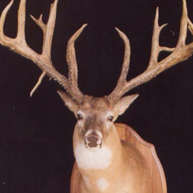 HLife91's profile picture. I love hunting being outdoors and im a young guy so i still need expierience