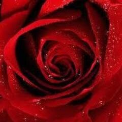 Todo en flores, envios, bodas, eventos...