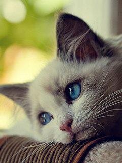 ncantieq's profile picture. 