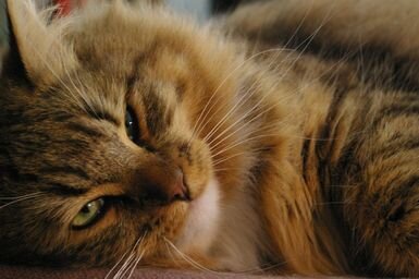 Weird but true cat facts about our adorable feline friends.