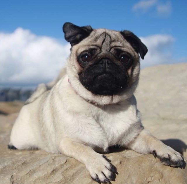 poppy the pug x